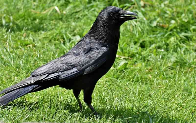 Attract Crows to Your Yard